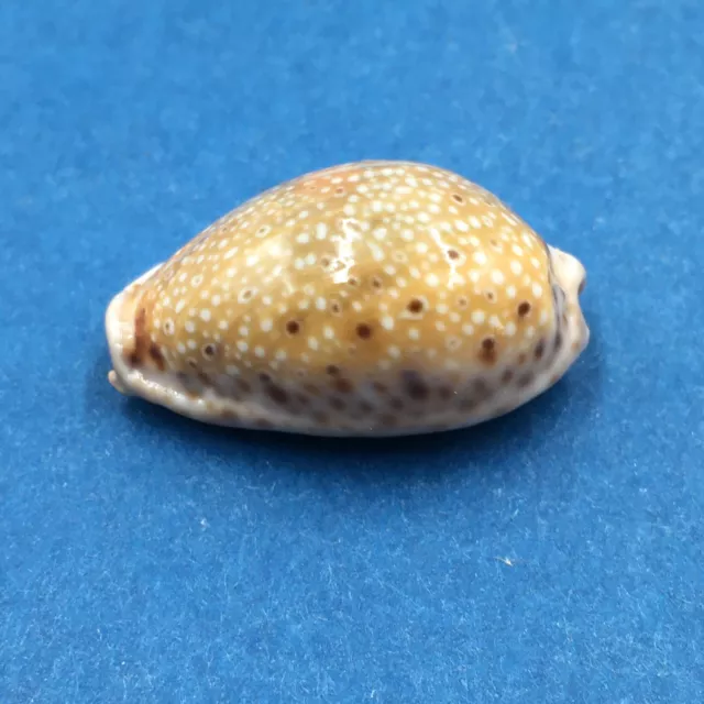 #10 Cypraea (Naria) Ocellata 26.8mm India Cypraea