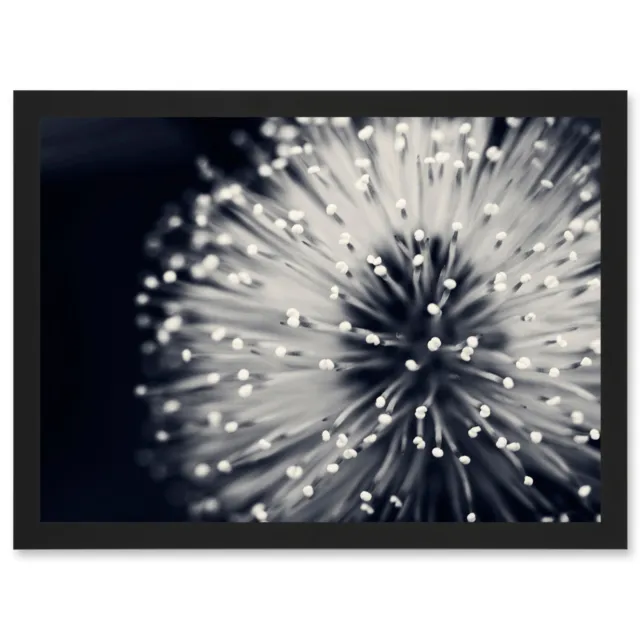 Photo Nature Plant Flower Black White Beautiful Home A4 Framed Wall Art Print