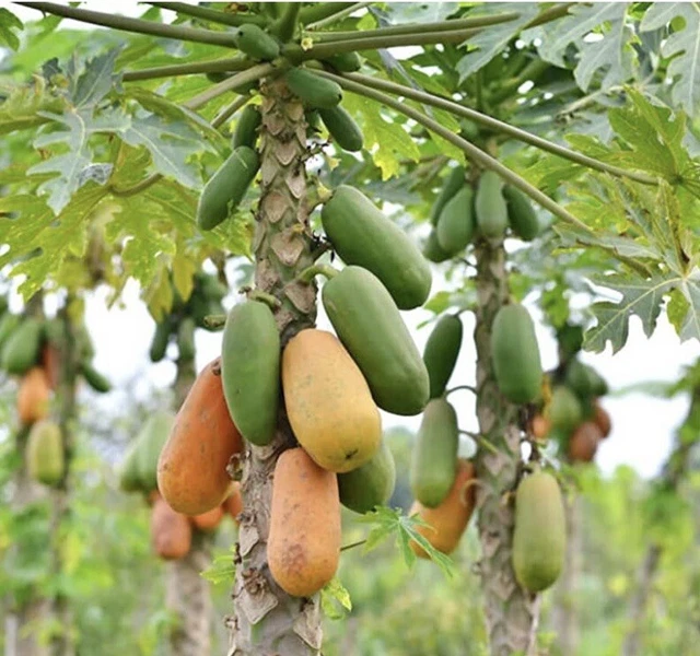 25 red papaya seeds, Tropical Delicious Fruit Easy & Fast Growing