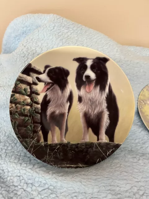 Border Collie Top Dogs Royal Worcester Plate