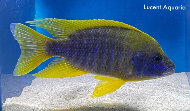 (Lot Of 2) 1-2” Lemon Jacobfreibergi Peacock African Cichlid