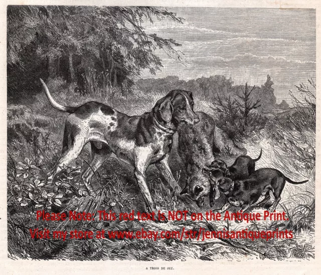 Dog Dachshund Dogs Fight Foxhound Over Fox, Teckel Dackel 1880s Antique Print