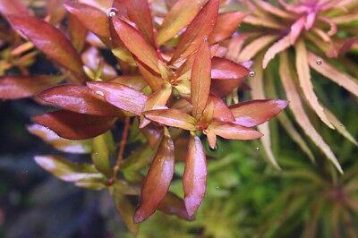 3 Stems ludwigia narrow leaf Live Aquarium Plants beautiful plant! FREE S/H!!!