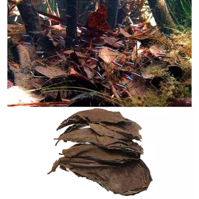 10x Natural Dried Terminalia Catappa Leaves Non   To