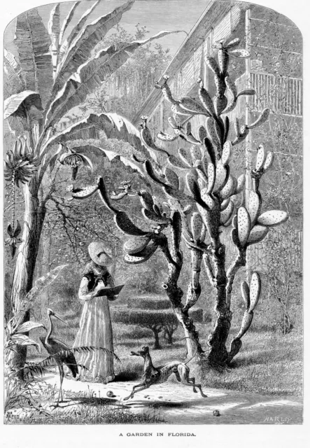 "A Garden in Florida" 1872 by Harry Fenn engraving "Old Florida"