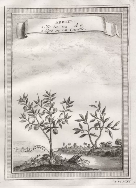 Zimt Zimtbaum cinnamon Botanik botany China Kupferstich engraving 1750