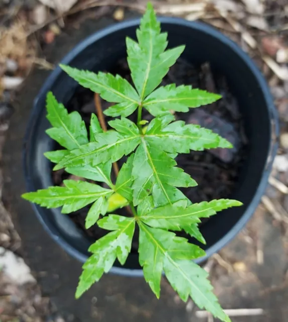 Neem tree seedlings - 2 of them in a pot