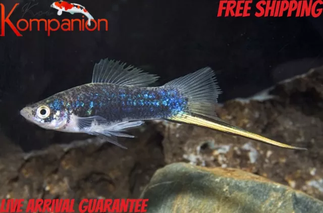 5/10/20X Black Swordtail Free Shipping Koi Kompanion