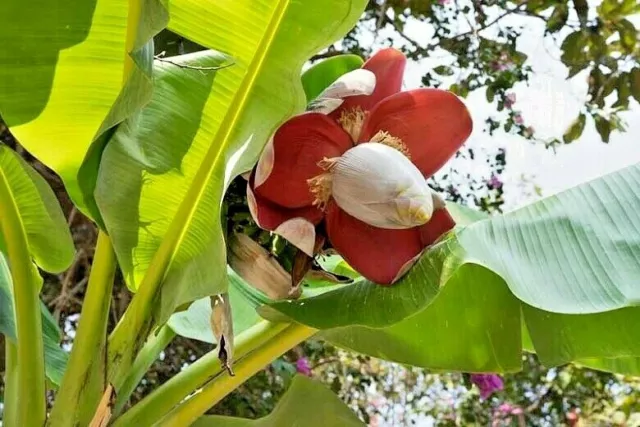 PLANTAIN BANANA 'Musa x Paradisiaca'  - 10 Seeds