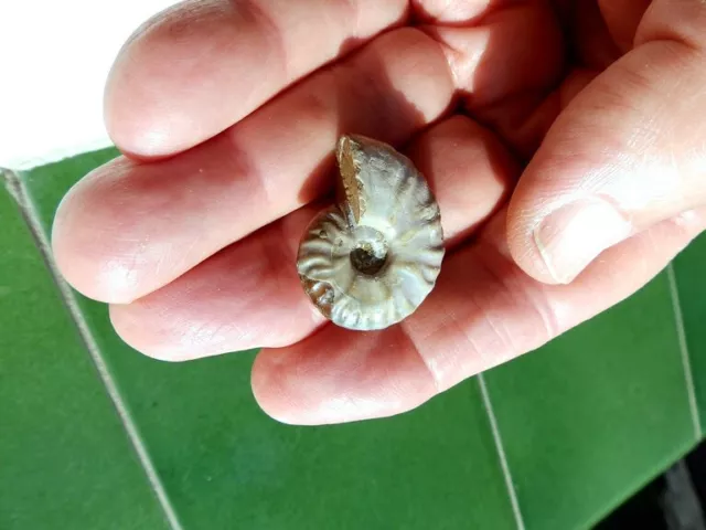 Fosiles Ammonite " Excelente Desmoceras Irisado De Madagascar  -  4B22 " 2