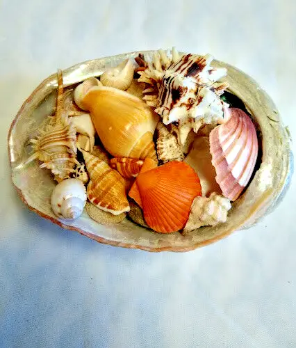 Vintage California Red Abalone Sea Shell Filled with a Variety of Sea Shells