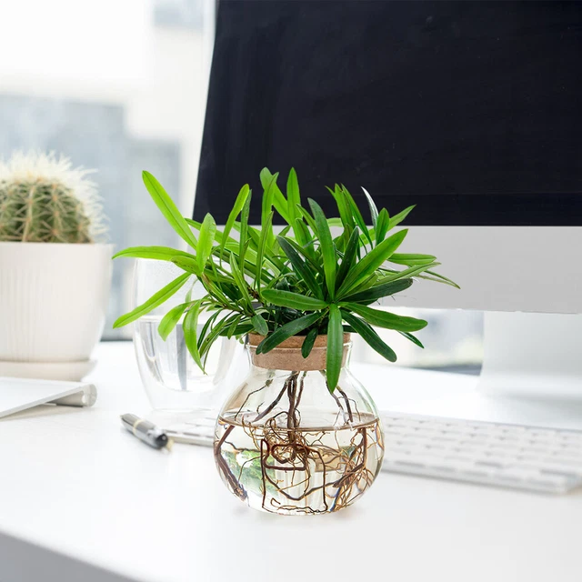 2 Vasi Idroponici In Vetro Con Vassoio Bambù - Stazione Propagazione Piante Per Casa E Ufficio - Foto 14