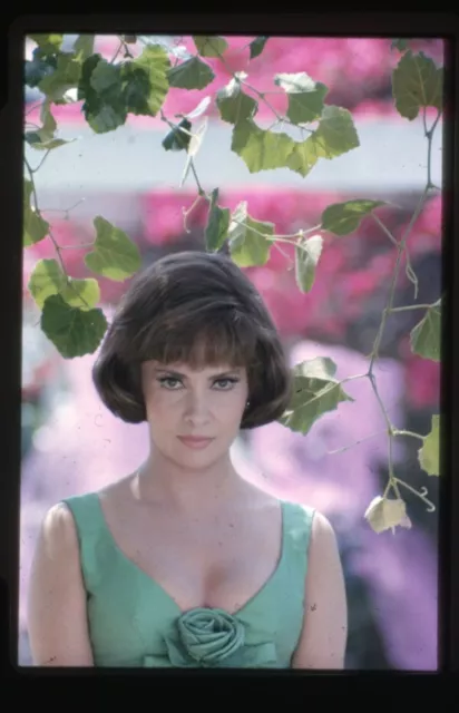 Gina Lollobrigida Busty Glamour Portrait Photo Shoot Original 35mm Transparency