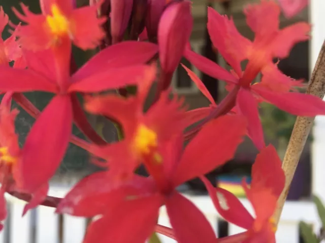 Red Epidendrum Crucifix Orchids - 2 for $15