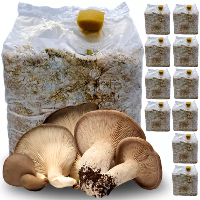 10 Kit Coltivazione Funghi Cardoncelli Pani Di Fungo Cardoncello Substrato 3 Kg