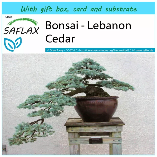 SAFLAX Gift Set - Bonsai - Lebanon Cedar - 20 seeds - Cedrus