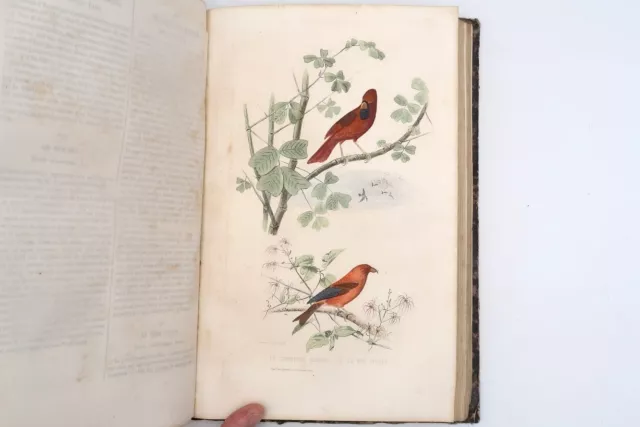 Oeuvres complètes de Buffon 1850 Tome 4 Oiseaux planches Cuvier