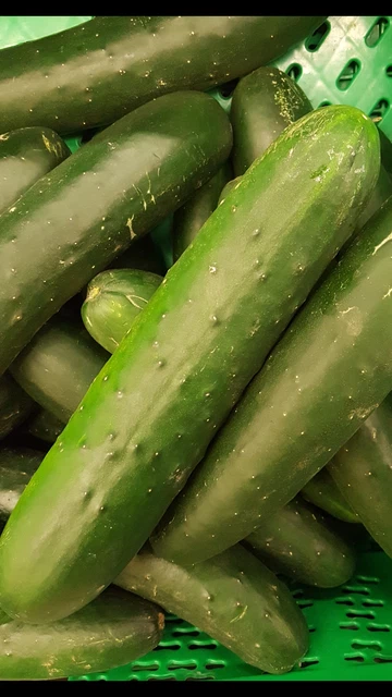 Semillas De Pepino Blanco 6g A $14.50 .: La Semillería - Foto 10