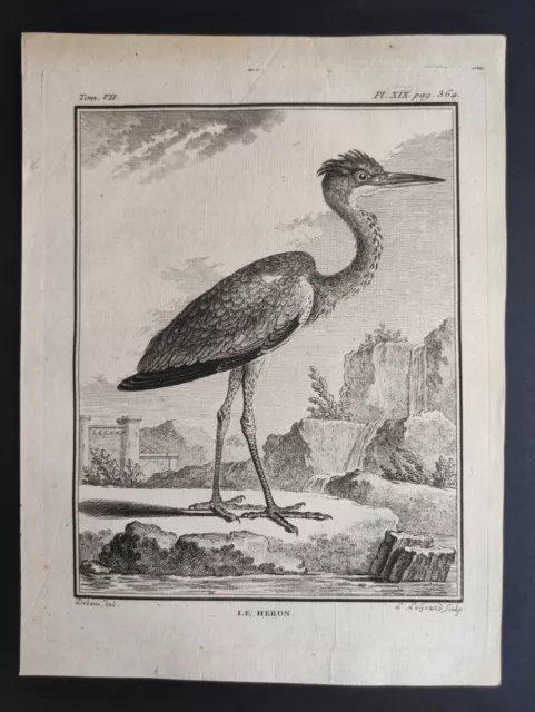 Le Heron, Oiseaux Buffon, De Sève, Legrand, Stampa 1780