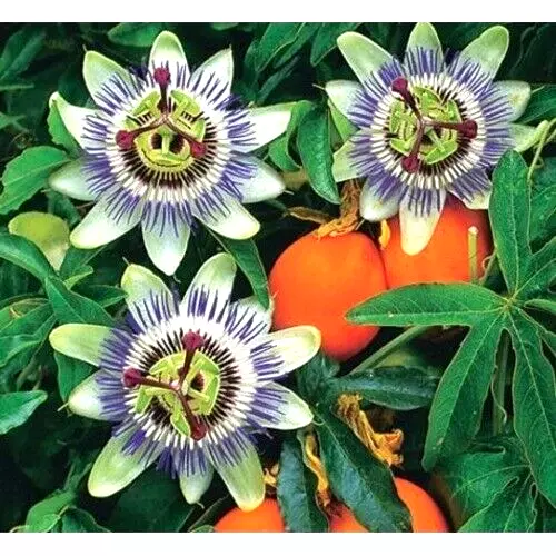Passion flower Passiflora caerulea blue 30 seeds +FREE REUSABLE PLANT LABEL