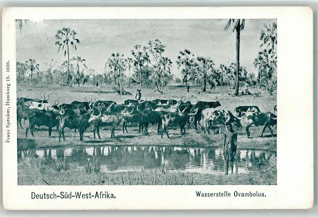 13255467 - Namibia Wasserstelle Ovambolua Rinder Kolonien Deutsch Suedwestafrika