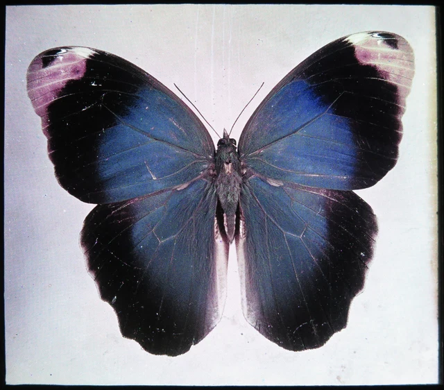 Antike magische Laterne Rutsche ~ Caligo Beltrao lila Eule Schmetterling #2