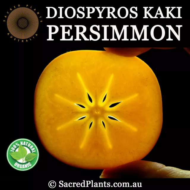 PERSIMMON Fuyu 5 Seeds | Diospyros Kaki Rare Oriental Exotic Tropical Fruit Tree