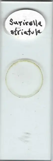 Surirella striatula Diatoms Microscope Slide