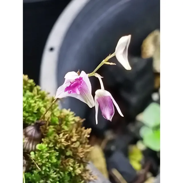 Rare Dendrobium elliottianum orchid plant FS , miniature , mounted