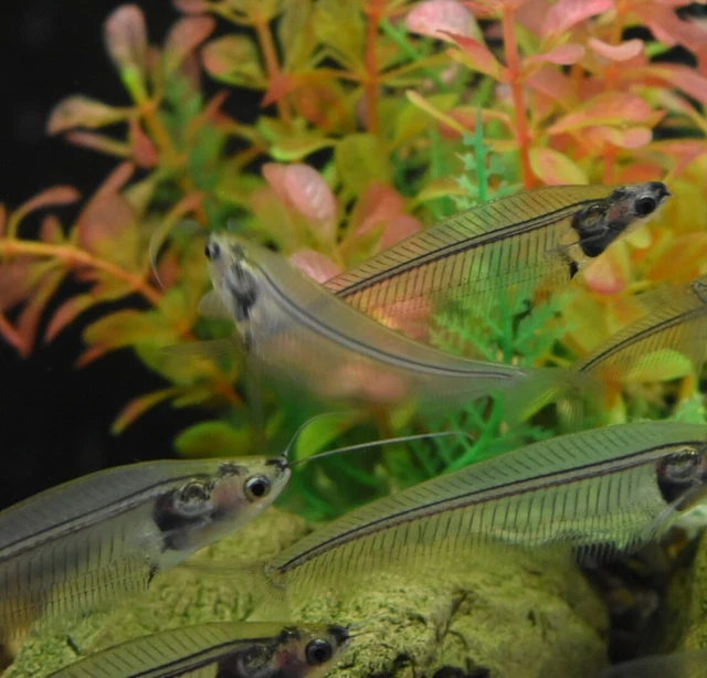Live Ghost Glass Catfish (3" Freshwater Aquarium Fish) *PLS READ DESCR* 2