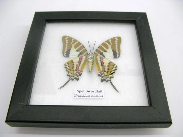 Spot Swordtail - beautiful real butterfly prepared - framed- museum quality 3