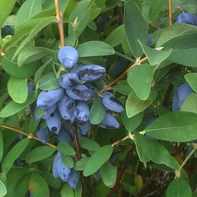 Lonicera kamtschatica 'Aurora' - Baie de mai