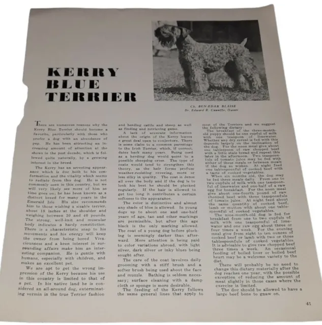 Origin History Temperament & Care of Kerry Blue Terrier & Kuvasz