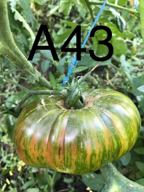 graine/seed tomate taille grosse variété "ANANAS ZEBRA" (frais port unique)