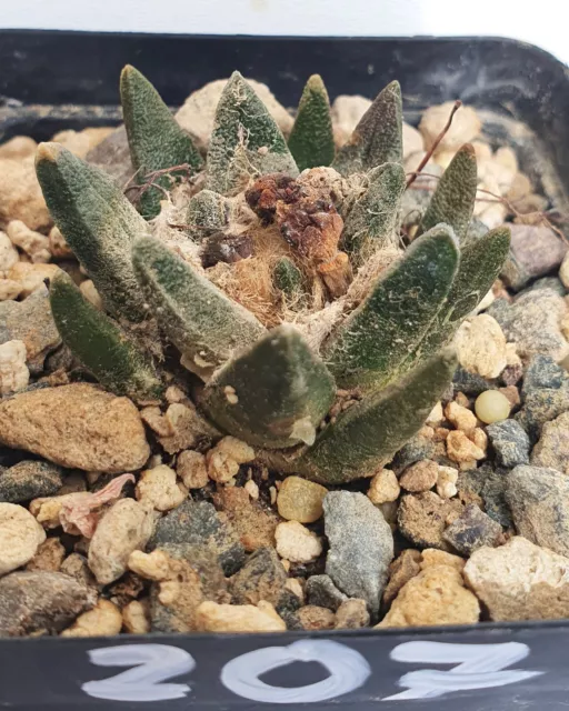 wurzelechter Ariocarpus scapharostris (207)