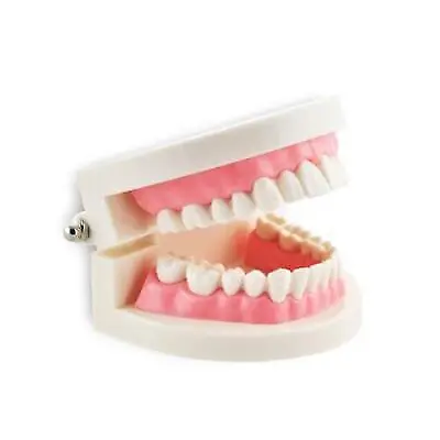 Dental Education Teeth Model Pink Gums - Dentist Student Practice