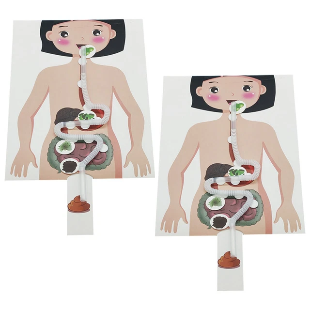 2 Sets of DIY Human Digestive System Model Toy Digestive System Model Education