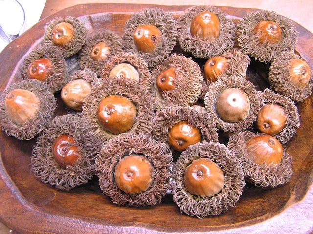 VEINTE bellotas gigantes de rebaba para artesanías, coronas, rellenos de tazón, conjunto 2806