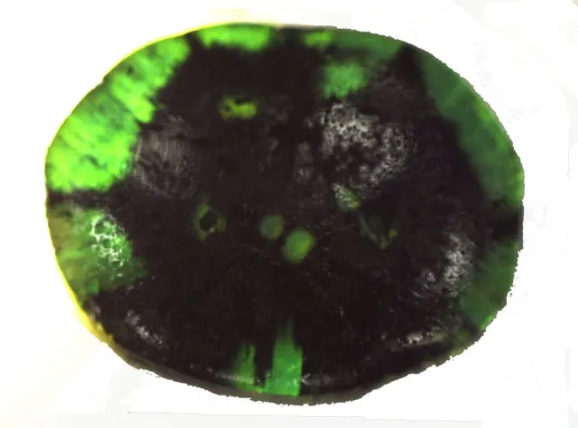 0.5 cts COLOMBIA Trapiche Emerald Natural Intense Green - non traite