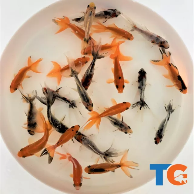Toledo Goldfish Fantail Goldfish Combo (Includes Red & Calico Fantail Goldfish)