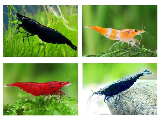 6 x Assorted Freshwater Shrimps | Neocaridina Davidi | Aquatic Invertebrate
