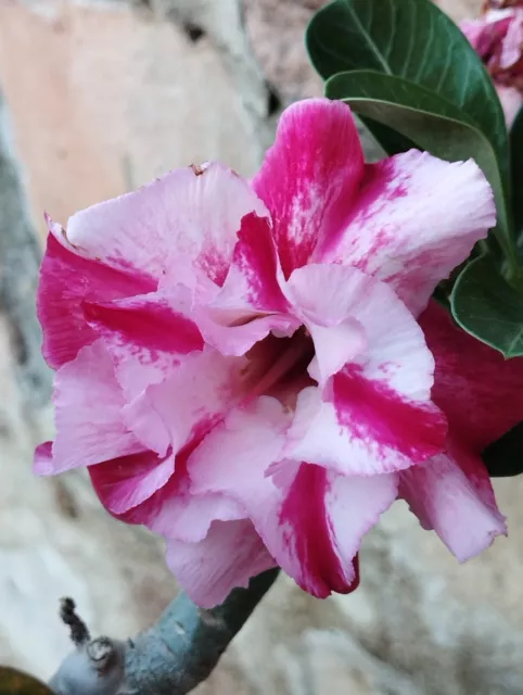 Adenium Obesum