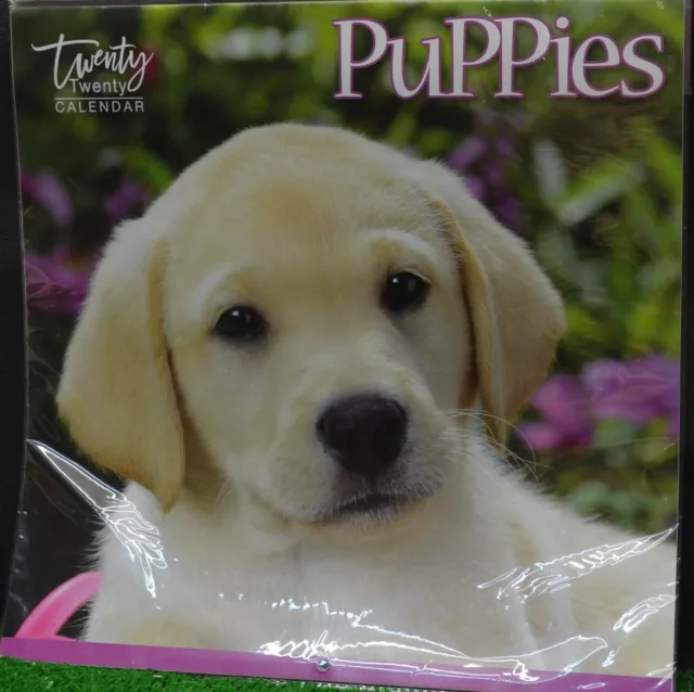 °°° calendrier 2020 twenty puppies