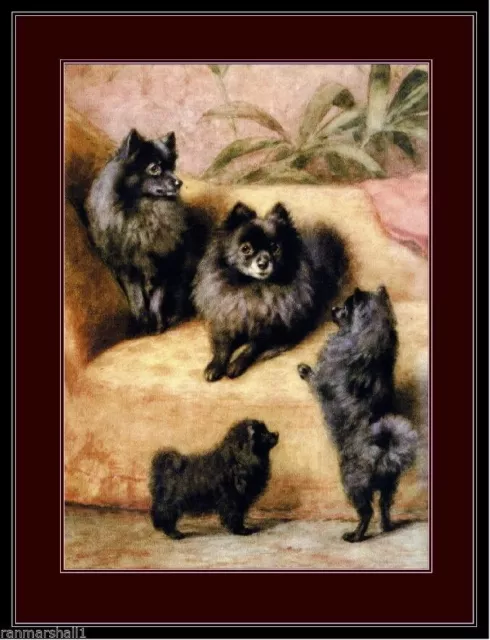 93746 English Black Pomeranian Puppy Dog Puppies Dogs Wall Print Poster UK