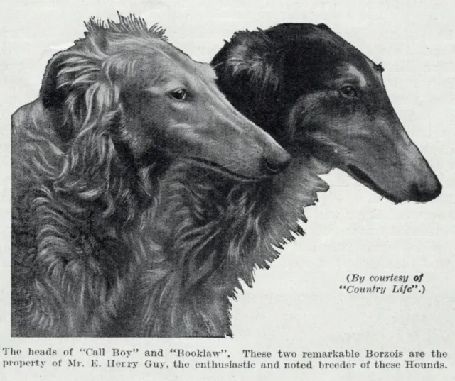 Borzoi "Call Boy | Booklaw" - 1934 Vintage Dog Art "Photo" Print - CUSTOM MATTED