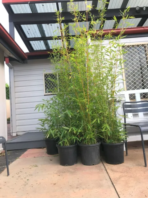 Bamboo Plant,  3m High  $79.99 each. Gold Stripe Clumping