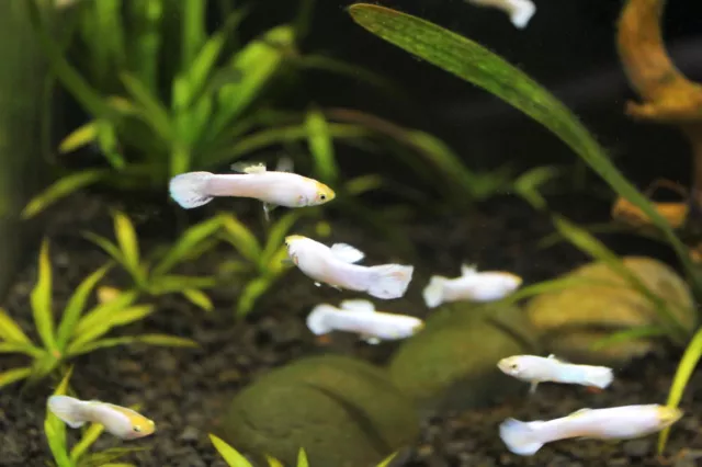 Male Snow White Moscow Guppy (~1") Live Freshwater Fish