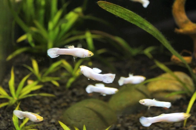 Male Snow White Moscow Guppy (~1") Live Freshwater Fish Male Snow White Moscow Guppy (~1") Live Freshwater Fish