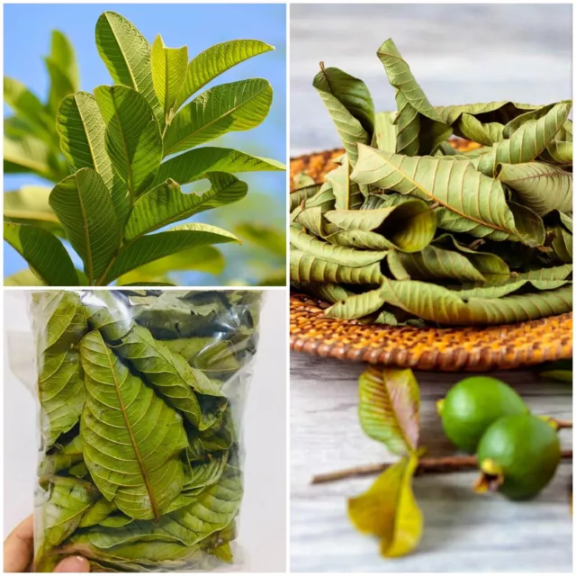 Guava leaves 250 Organic fresh dried Hojas de Guayaba Guayabo Psidium Guajava