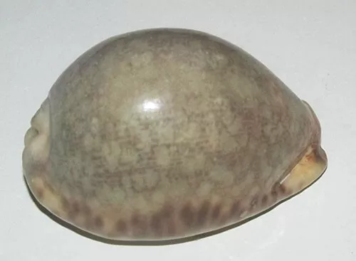 63 mm WHITE RUST Cypraea Arabica Cowrie Seashell Phuket Thailand Christmas Gift